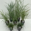 Grasses Mix Variaties P17