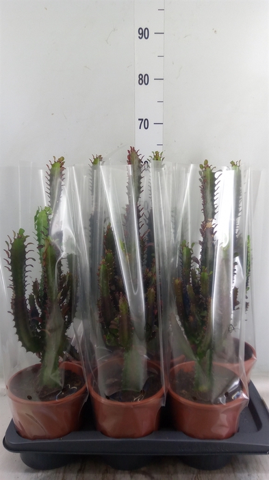 <h4>Euphorbia trigona 'Rubra'</h4>