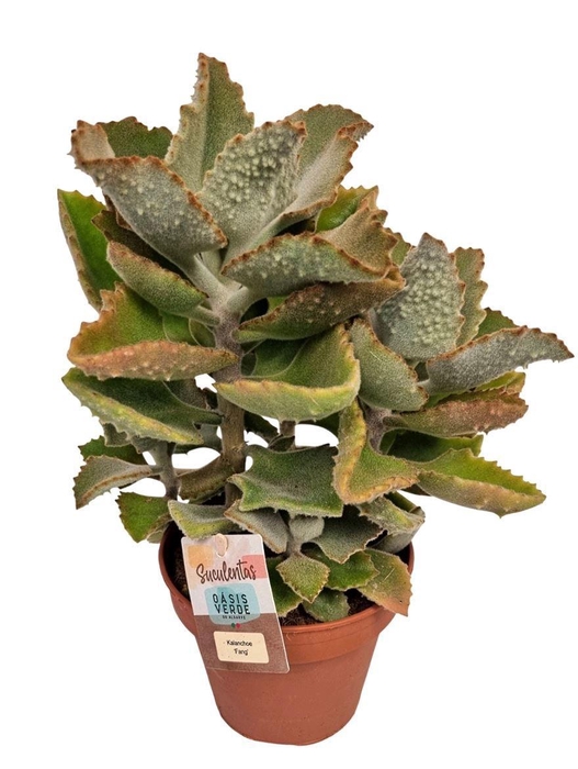 <h4>KALANCHOE BEHARENSIS</h4>