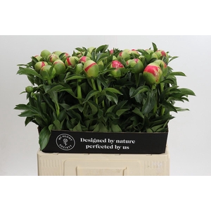 Paeonia Coral Sunset