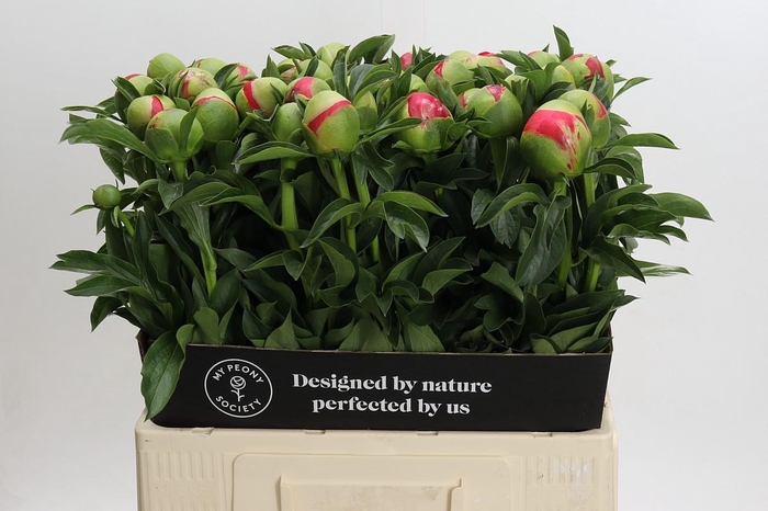 <h4>Paeonia Coral Sunset</h4>