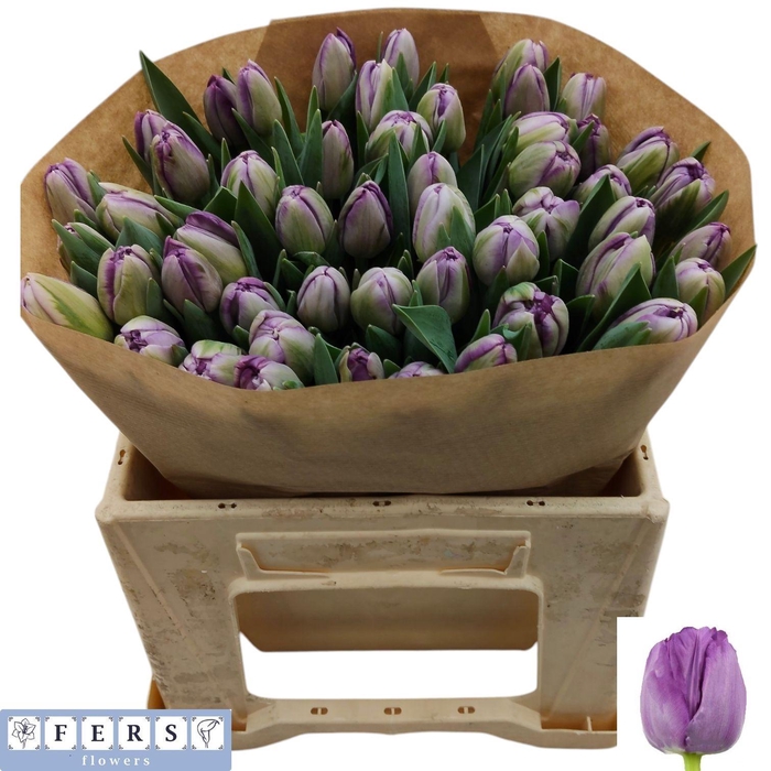 <h4>TU DU SAIGON DOUBLE</h4>