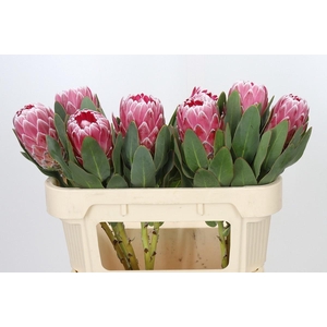 PROTEA LADY DI