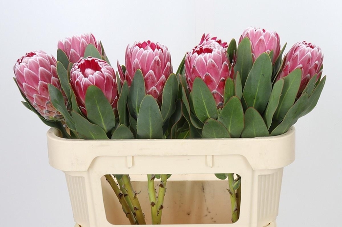 <h4>PROTEA LADY DI</h4>