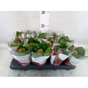 Kalanchoe blos. 'RosDon Justino'