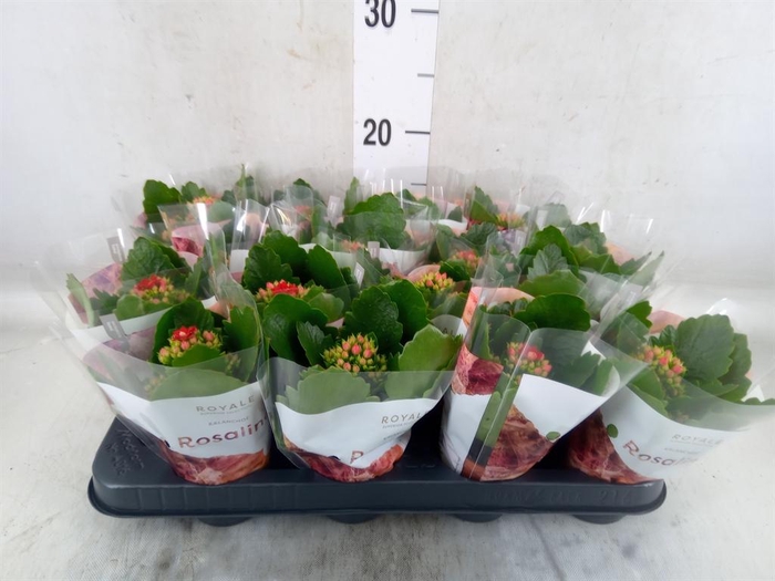 <h4>Kalanchoe blos. 'RosDon Justino'</h4>