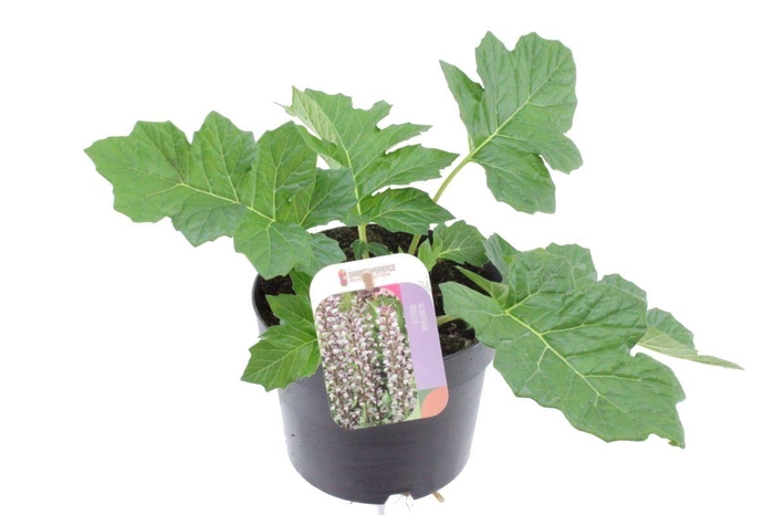 <h4>Acanthus mollis</h4>