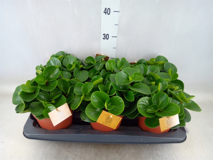 <h4>Peperomia obt. 'Red Canyon'</h4>