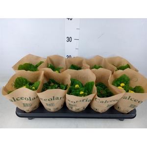 Calceolaria herbeohybrida