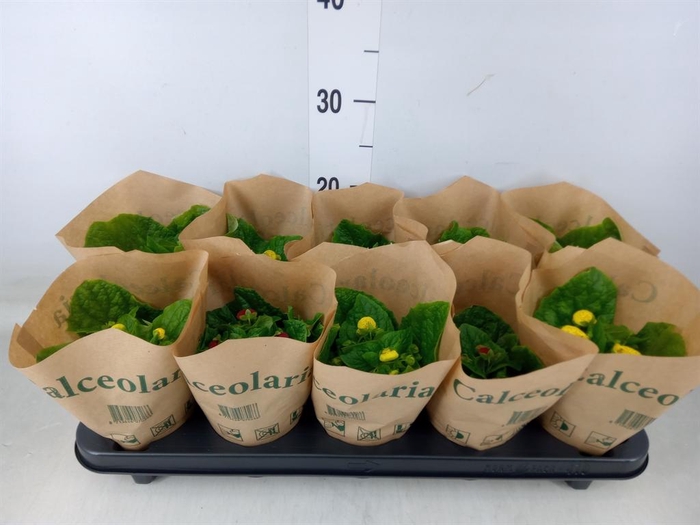 <h4>Calceolaria herbeohybrida</h4>