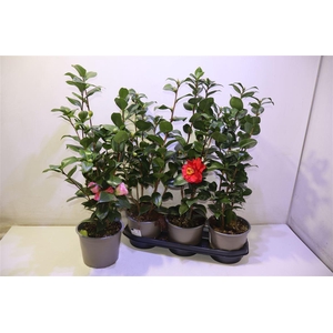 Came Japonica Overig