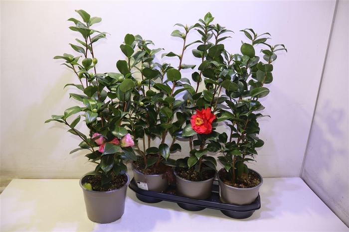 <h4>Came Japonica Overig</h4>