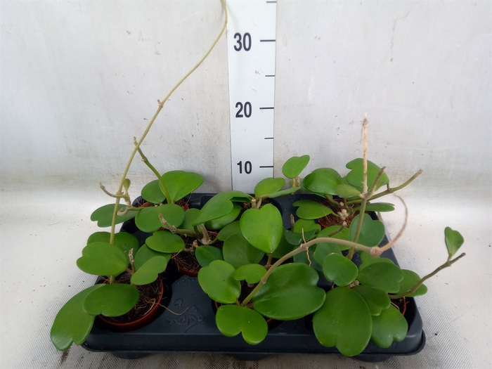 <h4>Hoya kerrii</h4>