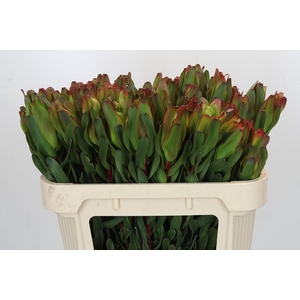 Leucadendron Laurel Yellow