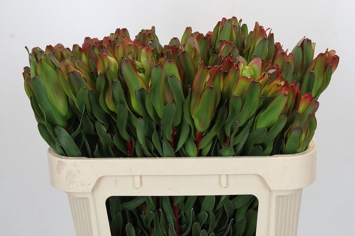 Leucadendron Laurel Yellow