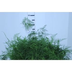FOLHAGEM ASPARGO PLUMOSO