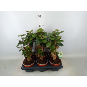 Polyscias scutellaria 'Fabian'