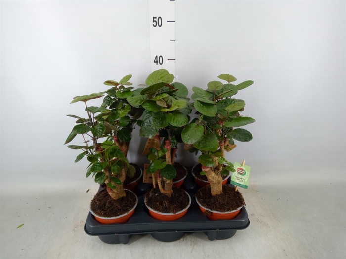 <h4>Polyscias scutellaria 'Fabian'</h4>