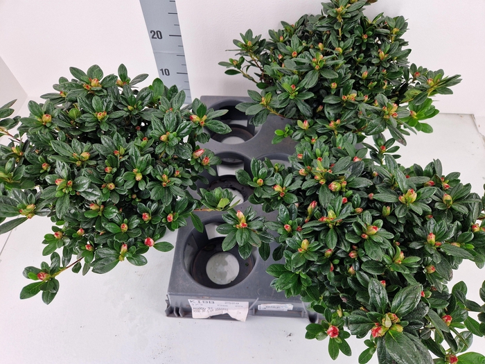 <h4>RHODO SI OV</h4>