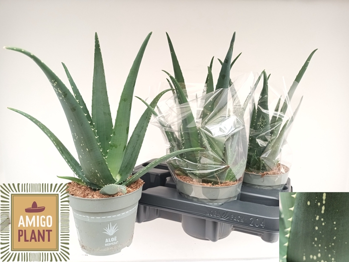 <h4>ALOE VERA</h4>