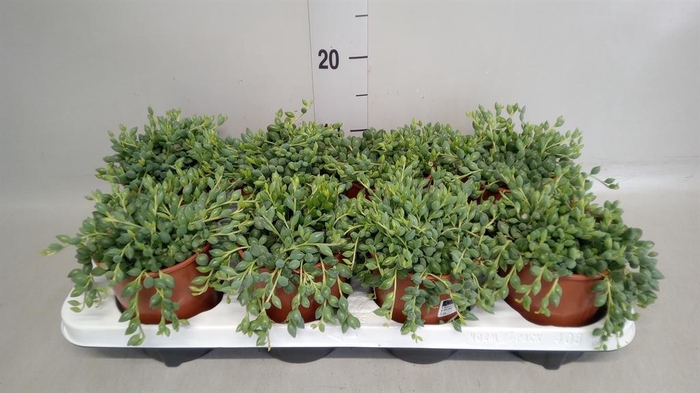 <h4>Senecio herreianus</h4>