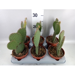 Opuntia microdasys