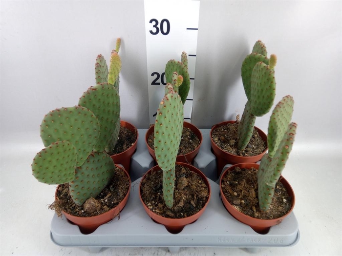 <h4>Opuntia microdasys</h4>