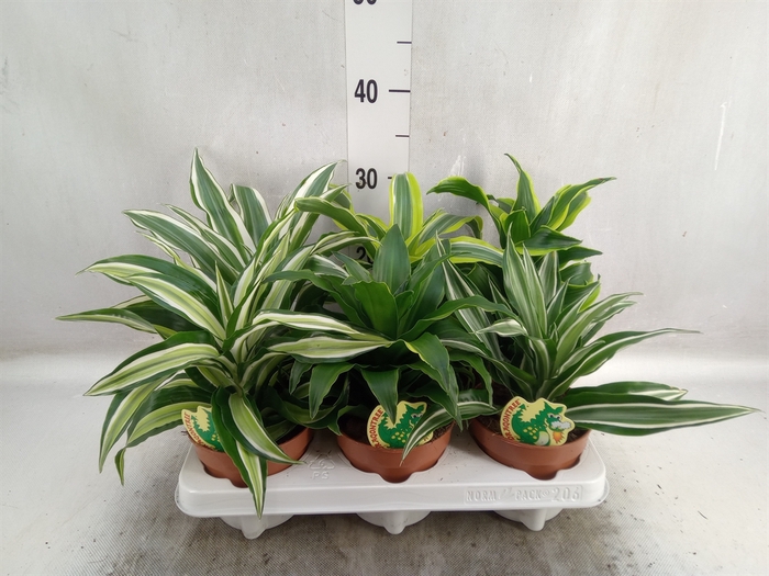 <h4>Dracaena   ...mix</h4>