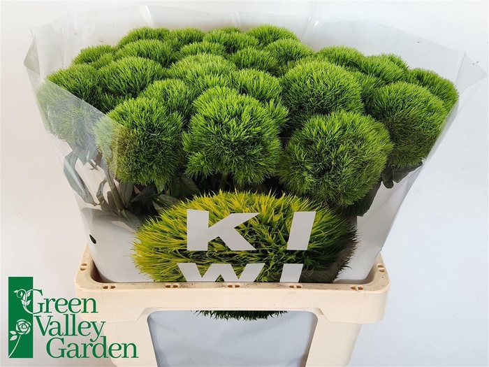 <h4>Di Barb Kiwi Mellow</h4>