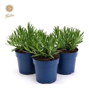 Lavandula ang. 'Felice'® Collection P10,5