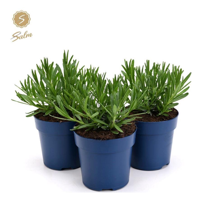 <h4>Lavandula ang. 'Felice'® Collection P10,5</h4>