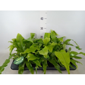 Microsorum musifolium 'Crocodyllus'