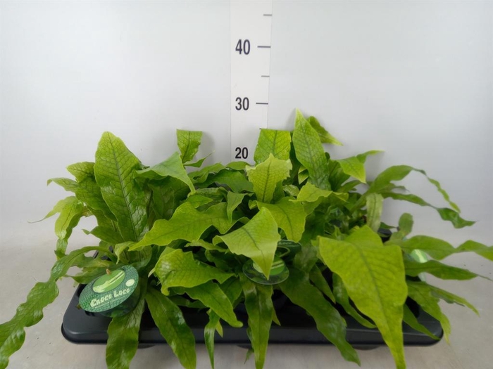 <h4>Microsorum musifolium 'Crocodyllus'</h4>