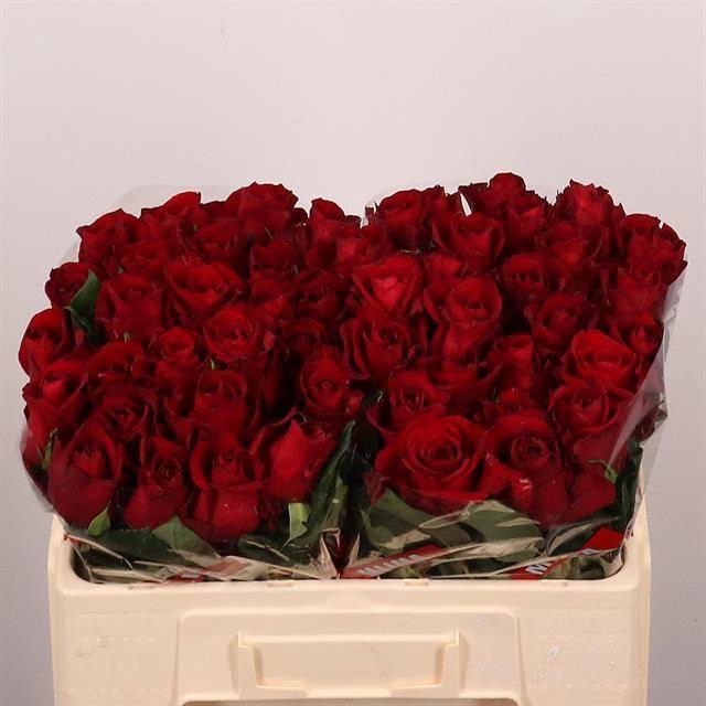 <h4>R Gr Ever Red</h4>