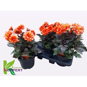 DAHL GARDEN D ORANGE