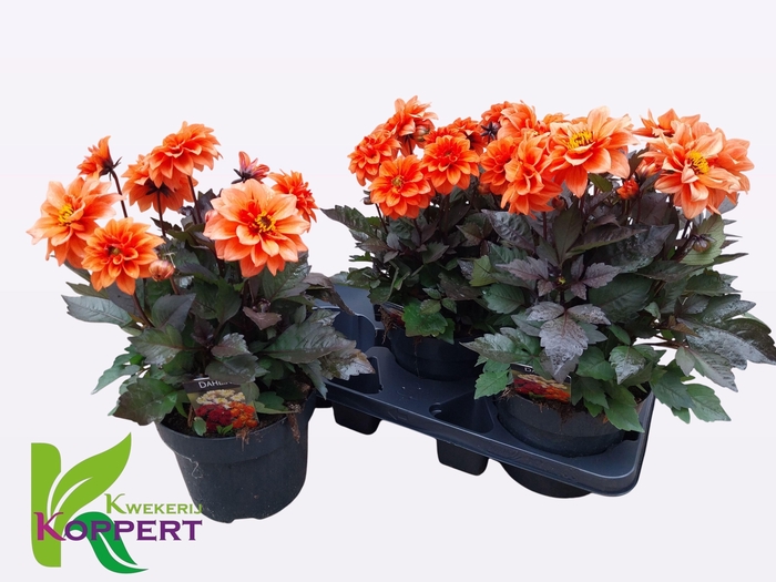 <h4>DAHL GARDEN D ORANGE</h4>