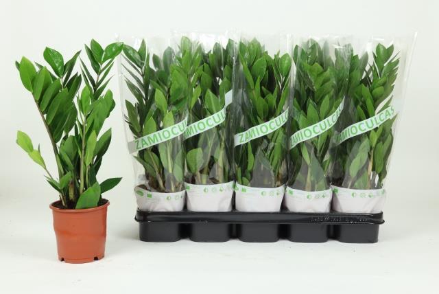 <h4>ZAMIO ZAMIIFOLIA</h4>