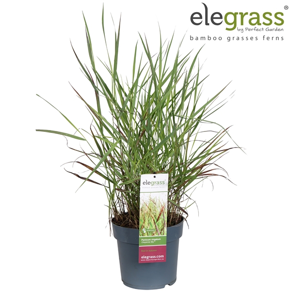 <h4>Panicum virgatum 'Cheyenne Sky' P23</h4>