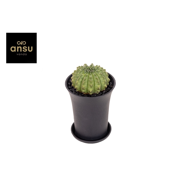 <h4>Gymno Cactus 'Spineless' XL</h4>