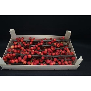 Appel Malus Tak Rood