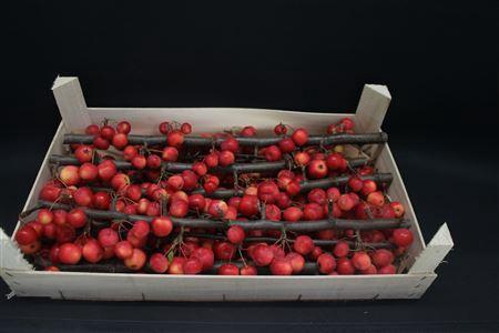 <h4>Appel Malus Tak Rood</h4>