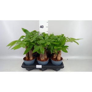 Pachira aquatica