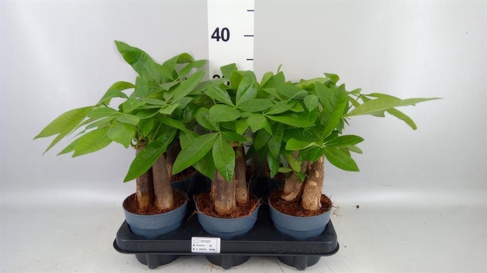 <h4>Pachira aquatica</h4>