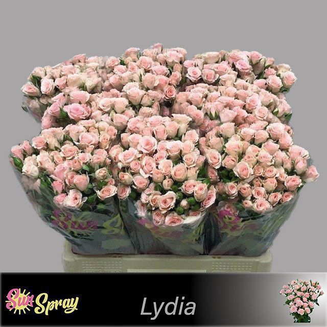 <h4>Rosa spray lydia</h4>