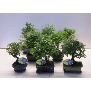 Bonsai mix Lodder special, a various mix of many indoor bonsai.