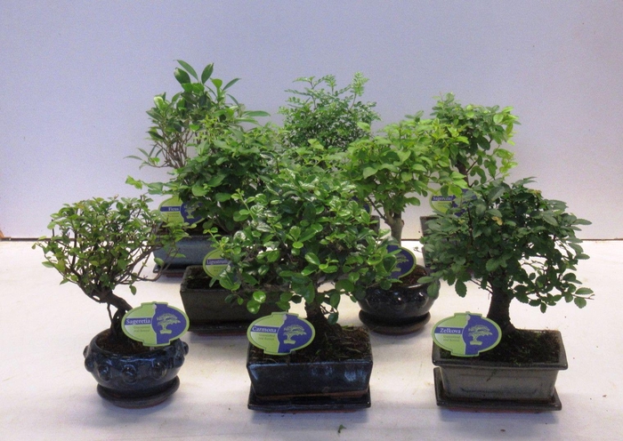 <h4>Bonsai mix Lodder special, a various mix of many indoor bonsai.</h4>