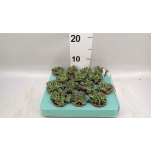 Succulents   ...