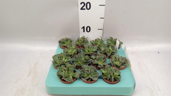 <h4>Succulents   ...</h4>