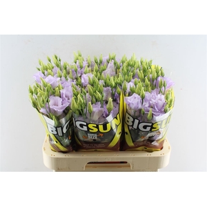 Eustoma G Big Stracciate Lavendel