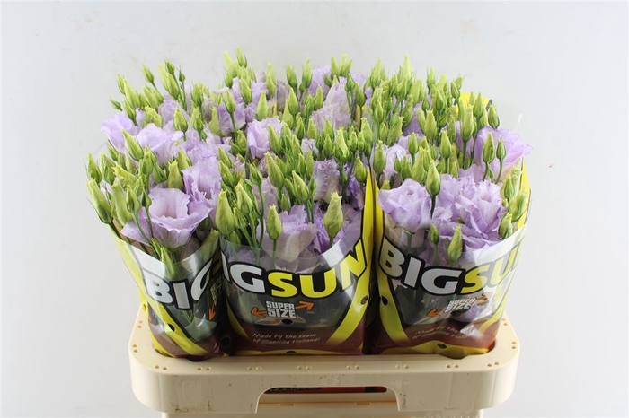 <h4>Eustoma G Big Stracciate Lavendel</h4>